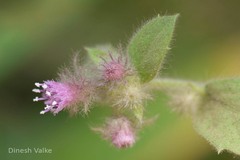 Blumea neilgherrensis